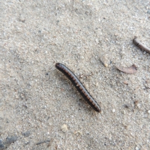 Solaenodolichopus sp. (genus) at Greenway, ACT - 16 Mar 2016 07:09 PM