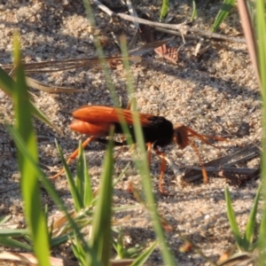 Cryptocheilus bicolor at Greenway, ACT - 3 Jan 2017