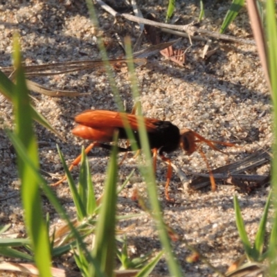 Cryptocheilus bicolor (Orange Spider Wasp) at Greenway, ACT - 3 Jan 2017 by MichaelBedingfield