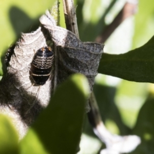 Ellipsidion australe at Higgins, ACT - 12 Aug 2017