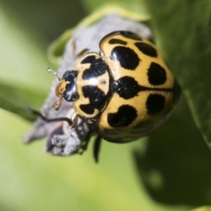 Harmonia conformis at Higgins, ACT - 12 Aug 2017