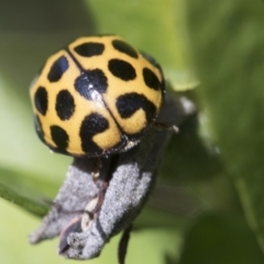 Harmonia conformis at Higgins, ACT - 12 Aug 2017 11:04 AM