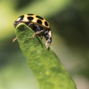 Harmonia conformis at Higgins, ACT - 12 Aug 2017