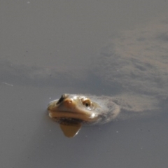 Chelodina longicollis at Paddys River, ACT - 12 Aug 2017 01:18 PM