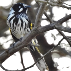 Phylidonyris novaehollandiae (New Holland Honeyeater) at Fyshwick, ACT - 10 Aug 2017 by JohnBundock