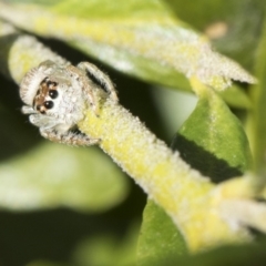 Opisthoncus sp. (genus) (Unidentified Opisthoncus jumping spider) at Higgins, ACT - 12 Aug 2017 by Alison Milton