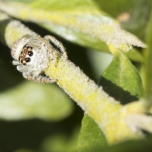 Opisthoncus sp. (genus) at Higgins, ACT - 12 Aug 2017