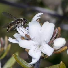 Melangyna viridiceps (Hover fly) at Higgins, ACT - 12 Aug 2017 by Alison Milton