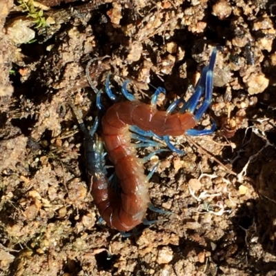 Rhysida nuda (Centipede) at Jerrabomberra, NSW - 16 Nov 2015 by Wandiyali