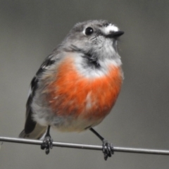 Petroica boodang (Scarlet Robin) at Paddys River, ACT - 12 Aug 2017 by JohnBundock