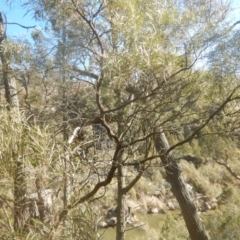 Acacia doratoxylon at The Ridgeway, NSW - 12 Aug 2017 03:20 PM