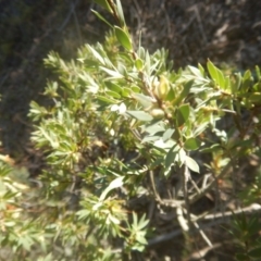 Styphelia triflora (Five-corners) at Kowen, ACT - 12 Aug 2017 by MichaelMulvaney