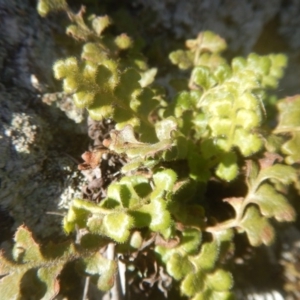 Pleurosorus rutifolius at Kowen, ACT - 12 Aug 2017