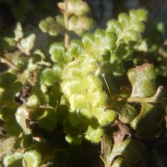 Pleurosorus rutifolius at Kowen, ACT - 12 Aug 2017