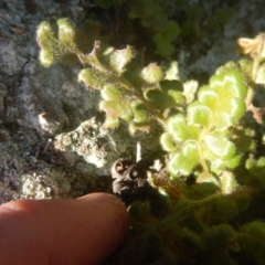 Pleurosorus rutifolius at Kowen, ACT - 12 Aug 2017