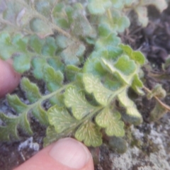 Pleurosorus rutifolius at Kowen, ACT - 12 Aug 2017