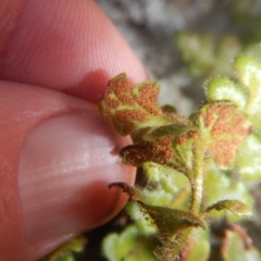 Pleurosorus rutifolius at Kowen, ACT - 12 Aug 2017