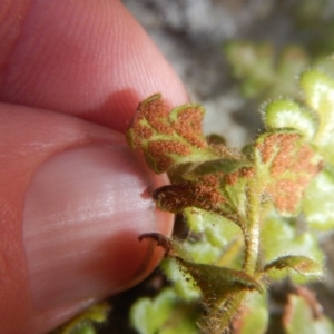 Pleurosorus rutifolius at Kowen, ACT - 12 Aug 2017