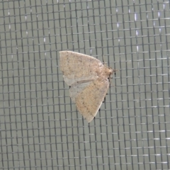 Authaemon stenonipha (Pale-bordered Cape-moth) at Pollinator-friendly garden Conder - 11 Apr 2015 by michaelb