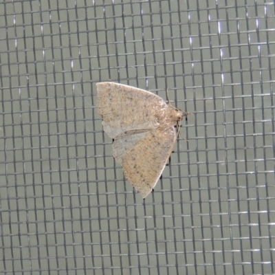 Authaemon stenonipha (Pale-bordered Cape-moth) at Conder, ACT - 11 Apr 2015 by michaelb