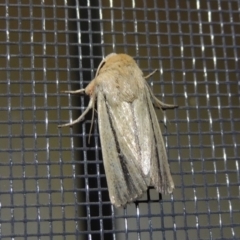 Leucania diatrecta (A Noctuid moth) at Pollinator-friendly garden Conder - 1 Apr 2016 by michaelb