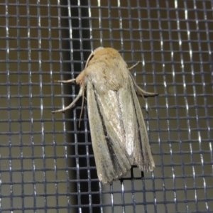 Leucania diatrecta at Conder, ACT - 1 Apr 2016