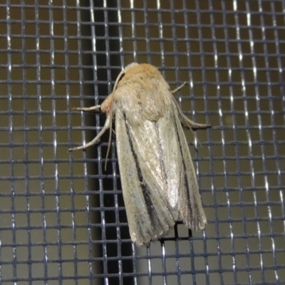 Leucania diatrecta (A Noctuid moth) at Conder, ACT - 1 Apr 2016 by MichaelBedingfield