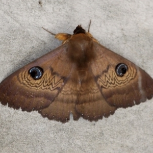 Dasypodia selenophora at Rendezvous Creek, ACT - 5 Nov 2016