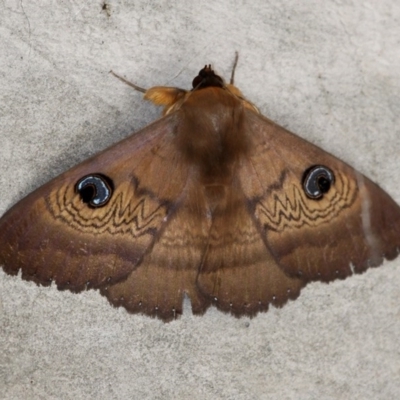 Dasypodia selenophora (Southern old lady moth) at Rendezvous Creek, ACT - 5 Nov 2016 by HarveyPerkins