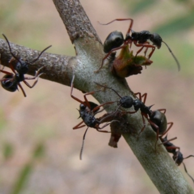 Dolichoderus doriae (Dolly ant) at Wyanbene, NSW - 7 Jan 2010 by HarveyPerkins