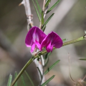 Vicia sativa subsp. nigra at Cotter River, ACT - 6 Nov 2016