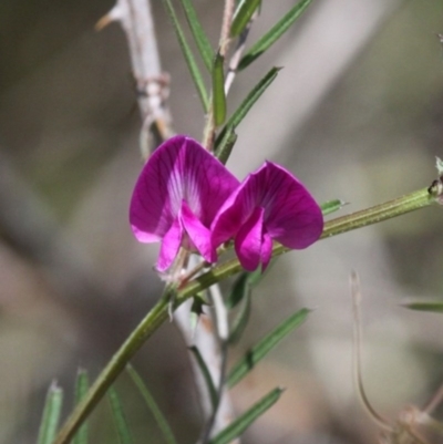 Vicia sativa subsp. nigra (Narrow-leaved Vetch) at Lower Cotter Catchment - 6 Nov 2016 by HarveyPerkins