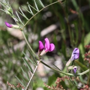 Vicia sativa subsp. nigra at Cotter River, ACT - 6 Nov 2016