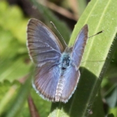 Zizina otis (Common Grass-Blue) at Lower Cotter Catchment - 6 Nov 2016 by HarveyPerkins