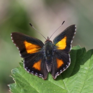 Paralucia aurifera at Cotter River, ACT - 24 Oct 2015