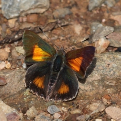 Paralucia aurifera (Bright Copper) at Cotter River, ACT - 24 Oct 2015 by HarveyPerkins