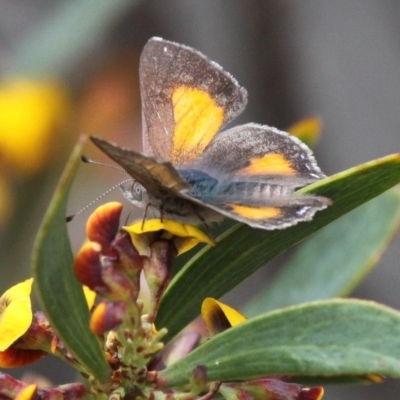 Paralucia aurifera (Bright Copper) at Paddys River, ACT - 30 Oct 2016 by HarveyPerkins