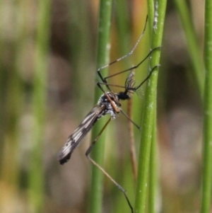 Gynoplistia sp. (genus) at Coree, ACT - 6 Nov 2016