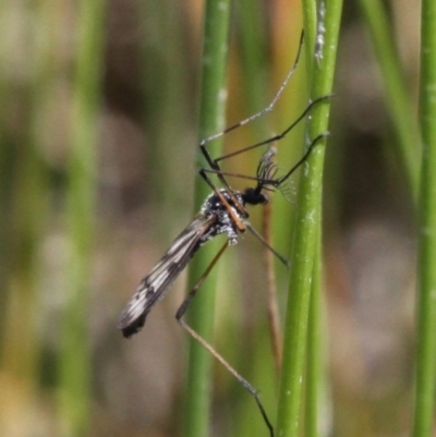 Gynoplistia sp. (genus) (Crane fly) at Lower Cotter Catchment - 6 Nov 2016 by HarveyPerkins