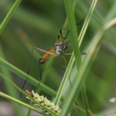 Gynoplistia (Gynoplistia) bimaculata (A crane fly) at Rendezvous Creek, ACT - 22 Nov 2015 by HarveyPerkins