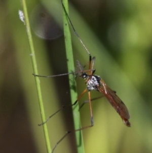 Gynoplistia (Gynoplistia) bimaculata at Rendezvous Creek, ACT - 8 Nov 2015