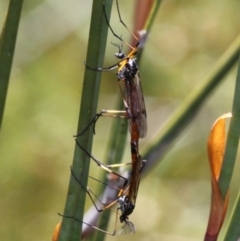 Gynoplistia (Gynoplistia) fergusoniana longicornis (A crane fly) at Cotter River, ACT - 29 Jan 2017 by HarveyPerkins