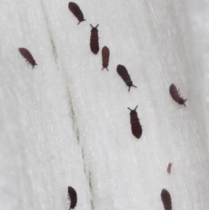 Hypogastrura sp. (genus) at Canberra, ACT - 7 May 2015