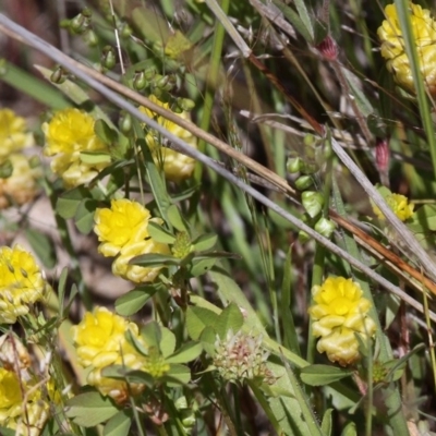 Trifolium campestre (Hop Clover) at Duffy, ACT - 6 Nov 2016 by HarveyPerkins