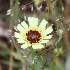 Tolpis barbata at Symonston, ACT - 12 Nov 2016