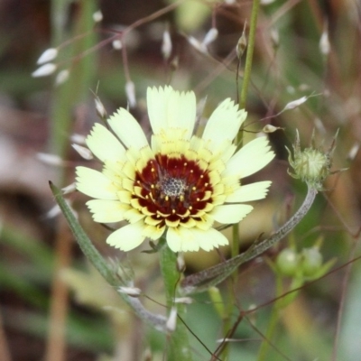 Tolpis barbata (Yellow Hawkweed) at Symonston, ACT - 12 Nov 2016 by HarveyPerkins