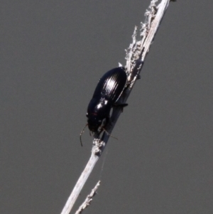 Carabidae sp. (family) at Molonglo Valley, ACT - 17 Nov 2016