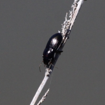 Carabidae sp. (family) (A ground beetle) at National Arboretum Forests - 17 Nov 2016 by HarveyPerkins