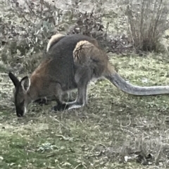 Notamacropus rufogriseus (Red-necked Wallaby) at Bungendore, NSW - 13 Aug 2017 by yellowboxwoodland