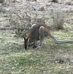 Notamacropus rufogriseus at Bungendore, NSW - 13 Aug 2017